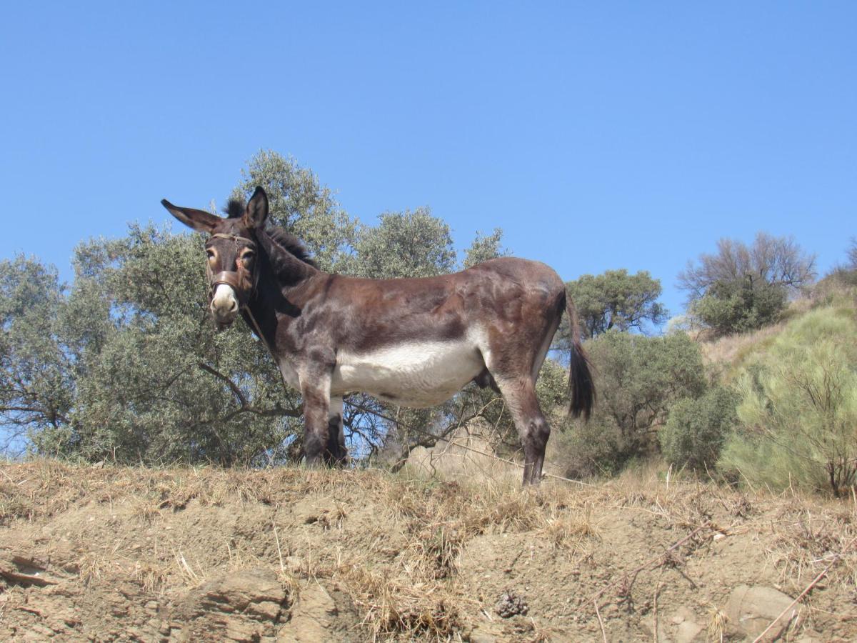 Attico Los Montes With Private Pool Viñuela Екстериор снимка